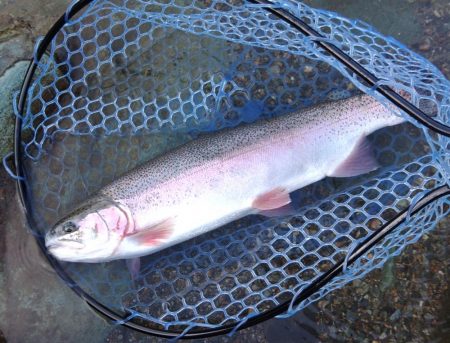 ７０オーバーキャッチ！ ～天竜川ルアーフライ専用区～